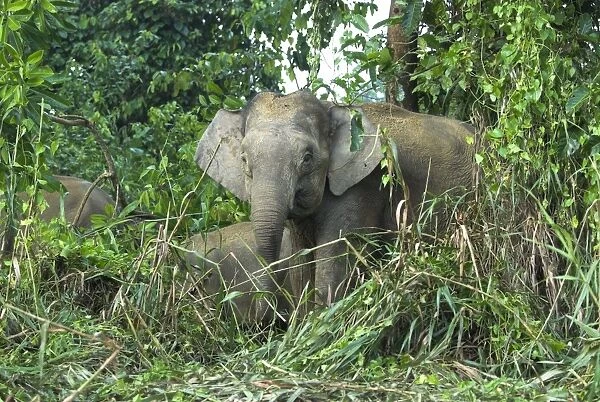 Borneo Pygmy Elephants - endemic. Feeding at the waters edge. Borneo