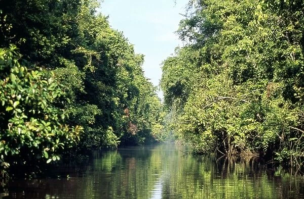 Borneo - rainforest Tributary of Kinabatangan river