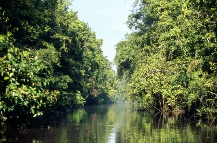 Framed Print : Borneo - rainforest Tributary of Kinabatangan river Framed Print : Borneo - rainforest Tributary of Kinabatangan river