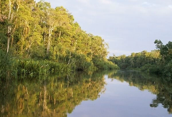 Borneo - river in rainforest Tanjung Puting National Park, Kalimantan, Indonesia