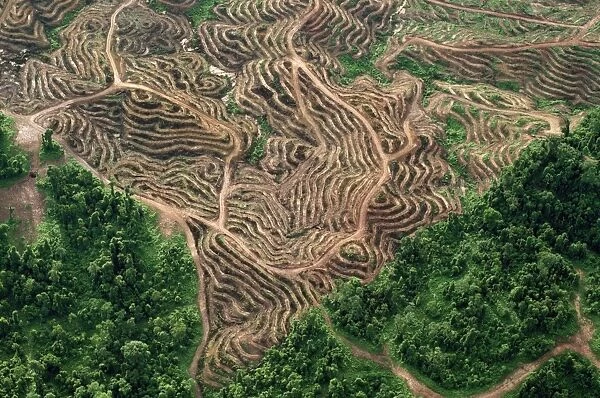 Borneo - Sabah - Oil palm plantations & remnant of rainforest