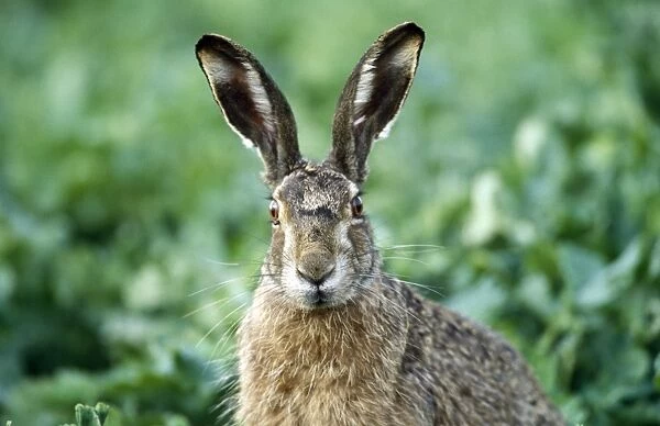 Borwn Hare