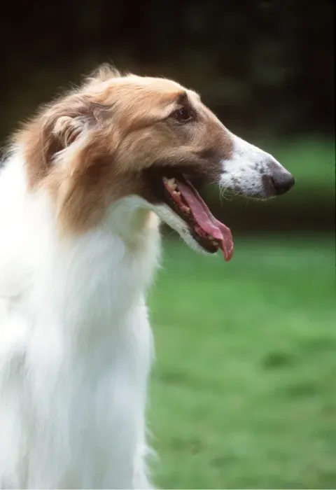 Framed Print : Borzoi, Dog JD 10933 © John Daniels ARDEA LONDON Framed Print : Borzoi, Dog JD 10933 © John Daniels ARDEA LONDON