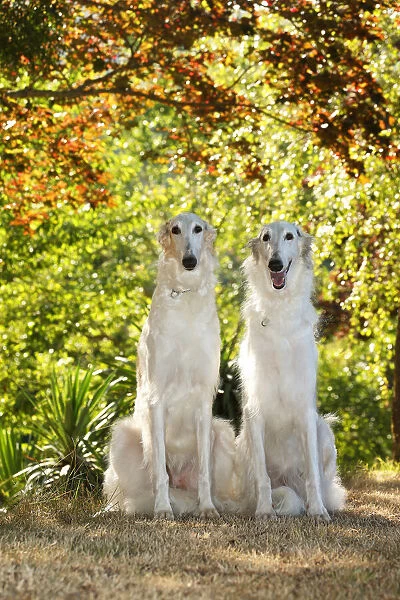 Two Borzoi dogs outdoors in the woods