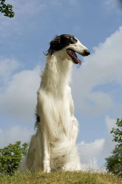 Borzoi  /  Russian Wolfhound - close-up of head
