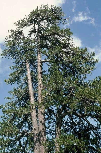 Bosnian Pine Greece