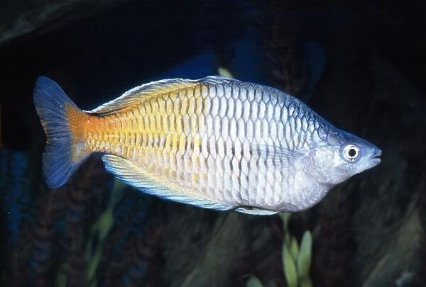 Bossmen's Rainbowfish New Guinea