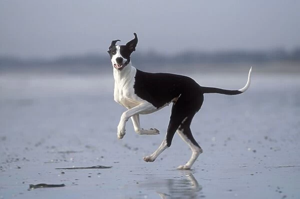 Boston Great Dane Dog Running on beach