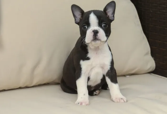 Framed Print : BOSTON TERRIER