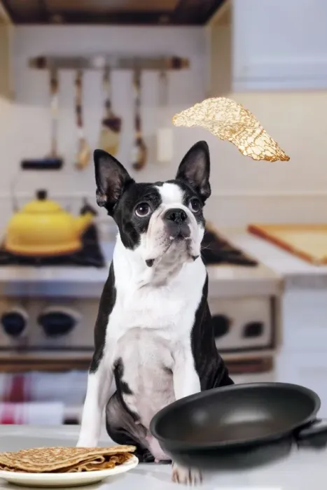 Framed Print : Boston Terrier Dog - with pancake being flipped Framed Print : Boston Terrier Dog - with pancake being flipped