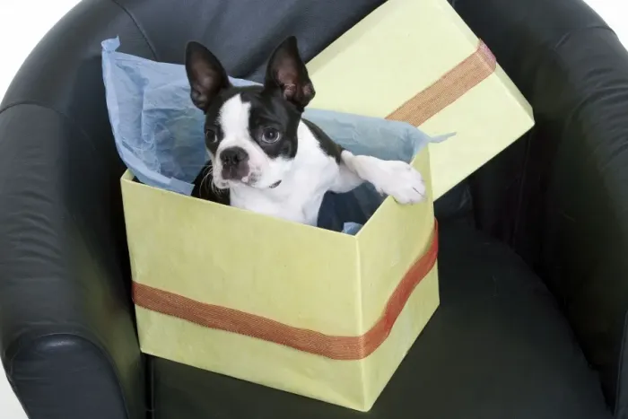 Framed Print : Boston Terrier Dog - in present Framed Print : Boston Terrier Dog - in present