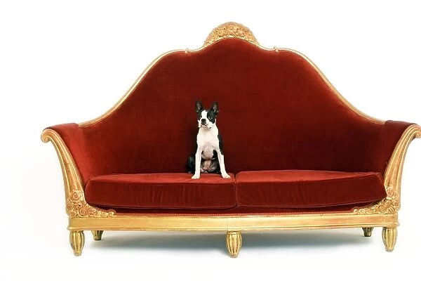 Boston Terrier Dog - on sofa