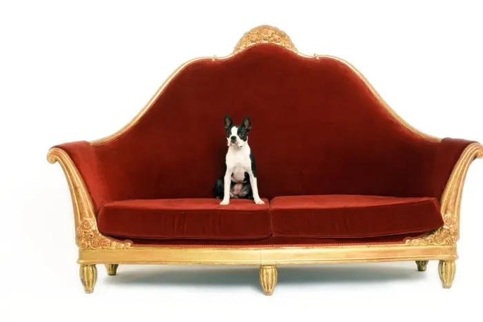 Framed Print : Boston Terrier Dog - on sofa Framed Print : Boston Terrier Dog - on sofa