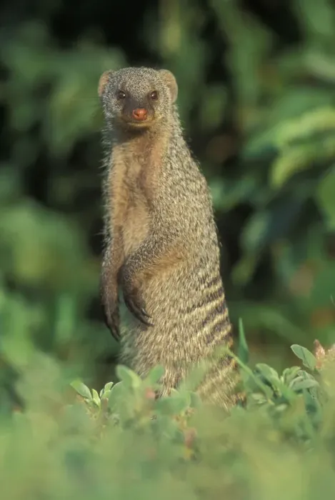 Framed Print : Botswana, Chobe National Park, Banded Mongoose Framed Print : Botswana, Chobe National Park, Banded Mongoose
