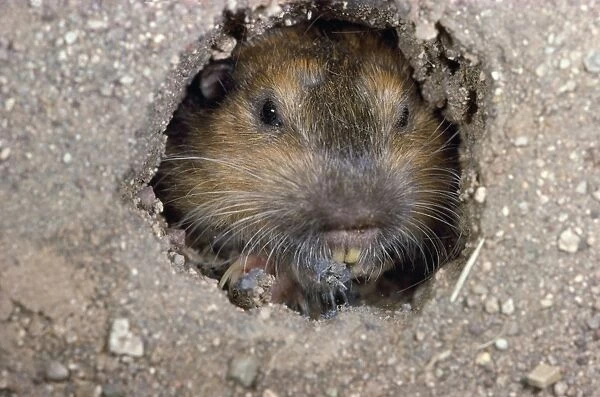 Botta's Pocket Gopher South USA to North mexico