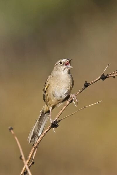 Botteri's Sparrow - singing on territory. Madera Canyon - Arizona - USA. July