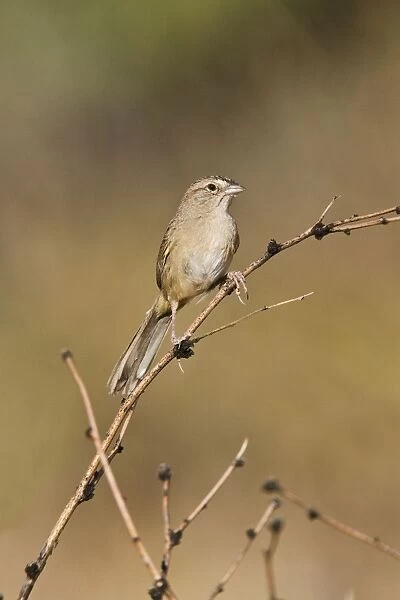 Botteri's Sparrow - on territory. Madera Canyon - Arizona - USA. July
