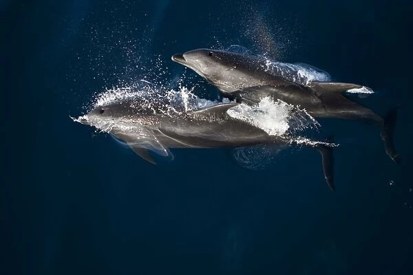 Bottle-nose Dolphin - Baja California - Mexico