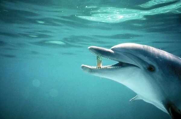 Bottle-nosed Dolphin AU 01 BC Fish in beak Tursiops truncatus © Ben Cropp  /  ARDEA LONDON