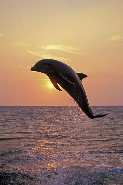 Bottle-nosed dolphin - leaping at sunset