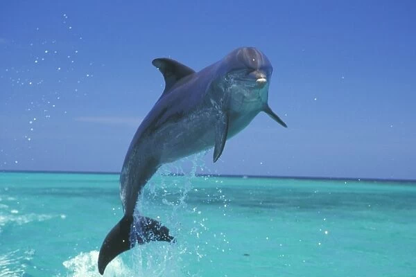 Bottle-nosed Dolphin - Leaping from water 2M010