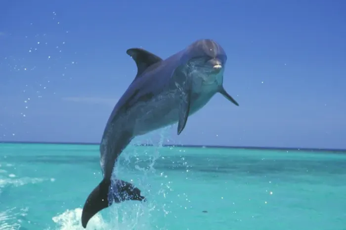 Framed Print : Bottle-nosed Dolphin - Leaping from water 2M010 Framed Print : Bottle-nosed Dolphin - Leaping from water 2M010