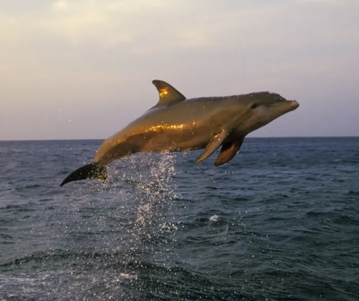 Framed Print : Bottle-nosed Dolphin - Leaping out of water in late evening light 2MO195 Framed Print : Bottle-nosed Dolphin - Leaping out of water in late evening light 2MO195