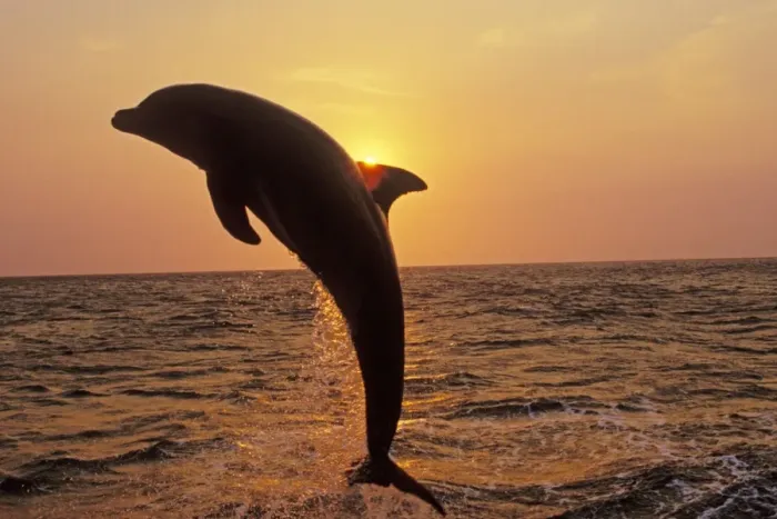 Framed Print : Bottle-nosed Dolphin - Leaping out of water at sunset 2Mo26 Framed Print : Bottle-nosed Dolphin - Leaping out of water at sunset 2Mo26