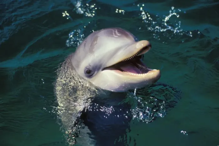 Framed Print : Bottle-nosed Dolphin Off the West coast of Hondurus 2Mo23 Framed Print : Bottle-nosed Dolphin Off the West coast of Hondurus 2Mo23