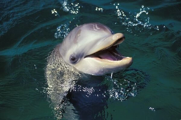 Bottle-nosed Dolphin Off the West coast of Hondurus 2Mo23