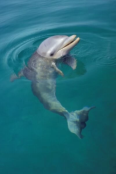Bottle-nosed Dolphin - Young, face held out of water, 2Mo86 Pacific Ocean, honduras, central America