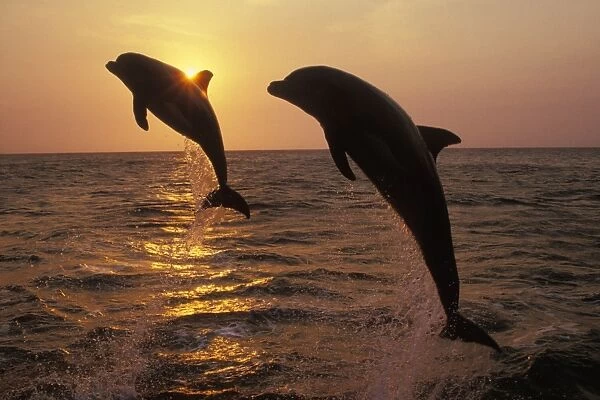Two Bottle-nosed Dolphins - Leaping from Pacific Ocean at sunset 2M011
