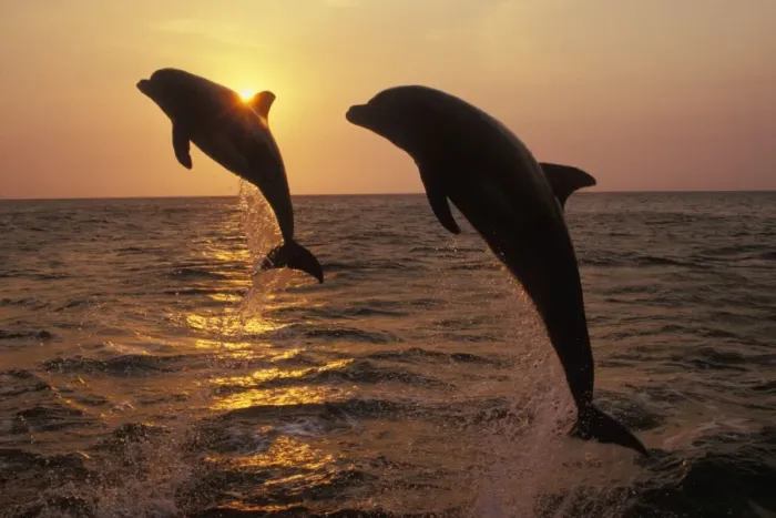 Framed Print : Two Bottle-nosed Dolphins - Leaping from Pacific Ocean at sunset 2M011 Framed Print : Two Bottle-nosed Dolphins - Leaping from Pacific Ocean at sunset 2M011