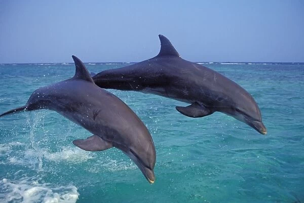 Two Bottle-nosed Dolphins - Leaping out of water Off the west coast of Hondurus 2Mo188