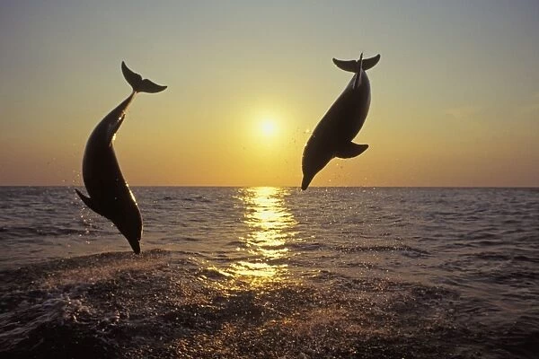 Bottle-nosed Dolphins - Leaping out of water at sunset Off the West coast of Hondurus 2Mo135