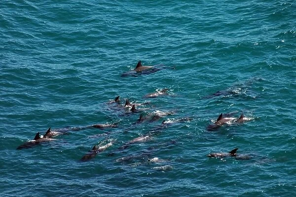 Bottle-nosed Dolphins - School swimming off coast at Kalbarri, Western Australia