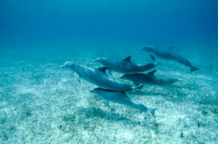 Framed Print : Bottlenose Dolphin AU 27 / BS Pod with young in contact with adults for protection Tursiops truncatus © Becca Saunders / ARDEA LONDON Framed Print : Bottlenose Dolphin AU 27 / BS Pod with young in contact with adults for protection Tursiops truncatus © Becca Saunders / ARDEA LONDON