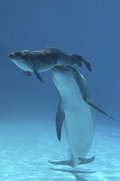 Bottlenose Dolphin - Baby / Calf dolphin being nudged to surface by mother. Just after birth the mother will control the baby's breath by pushing it under the water or, like in this case, taking it to the surface