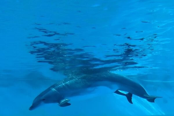 Bottlenose Dolphin - birth process has started - with tail out - Oltremare lagoon – Riccione – Italy The pregnancy lasted 54 weeks