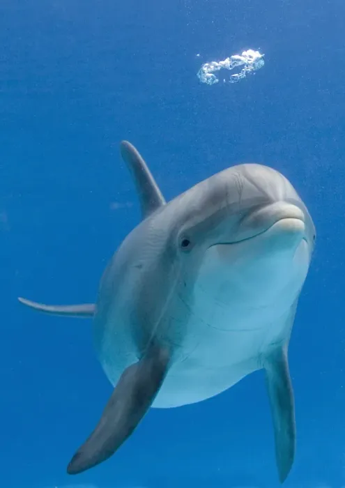Framed Print : Bottlenose dolphin - blowing air bubble Framed Print : Bottlenose dolphin - blowing air bubble