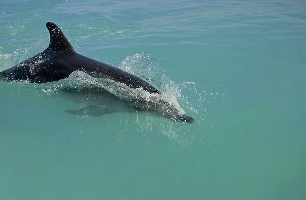 Bottlenose Dolphin - breaking the surface - Atlantic Ocean - Namibia - Africa