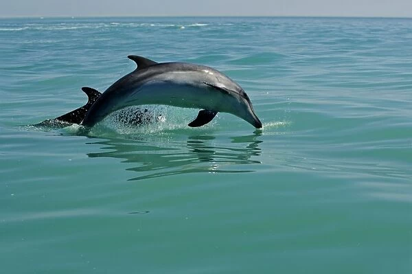 Bottlenose Dolphin - captured mid leap - Atlantic Ocean - Namibia - Africa