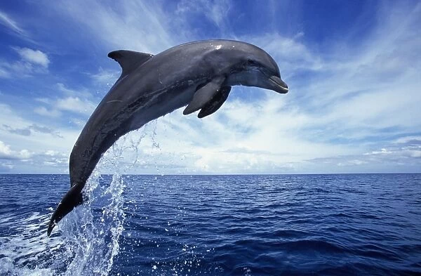 Bottlenose dolphin Carribean. Off Roatan Island, Honduras, Central America