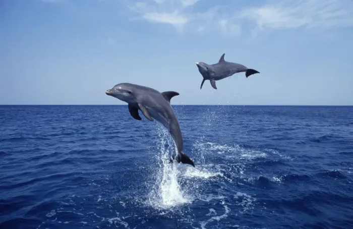 Framed Print : Bottlenose dolphin Carribean. Off Roatan Island, Honduras, Central America Framed Print : Bottlenose dolphin Carribean. Off Roatan Island, Honduras, Central America