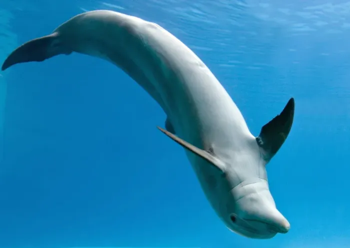 Framed Print : Bottlenose dolphin - dancing underwater Framed Print : Bottlenose dolphin - dancing underwater