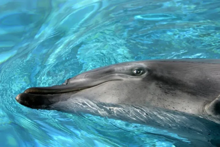 Framed Print : Bottlenose Dolphin Delphinarium Port Elisabeth, South Africa Framed Print : Bottlenose Dolphin Delphinarium Port Elisabeth, South Africa