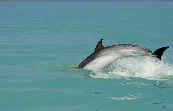 Bottlenose Dolphin - diving back into the warer after a jump - Atlantic Ocean - Namibia - Africa