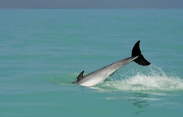 Bottlenose Dolphin - diving back into the warer after a jump - Atlantic Ocean - Namibia - Africa