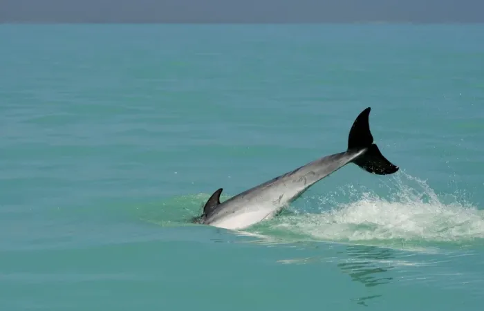 Framed Print : Bottlenose Dolphin - diving back into the warer after a jump - Atlantic Ocean - Namibia - Africa Framed Print : Bottlenose Dolphin - diving back into the warer after a jump - Atlantic Ocean - Namibia - Africa