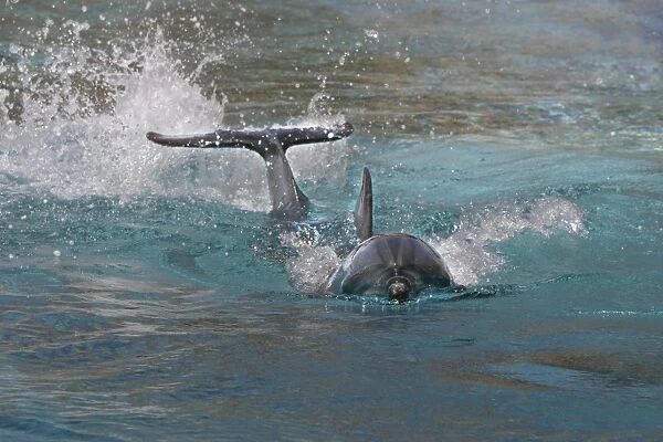 Bottlenose Dolphin. Dolphinarium, Port Elisabeth. South Africa